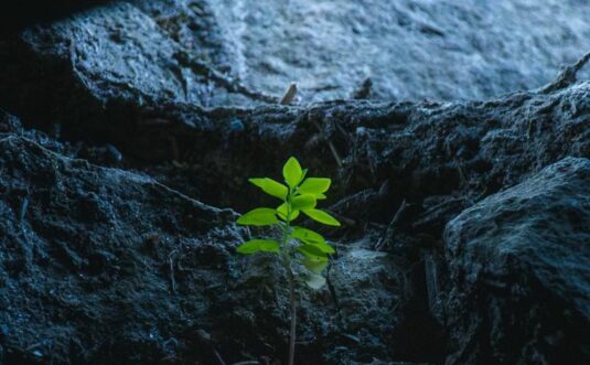 Small green plant growing between dark rocks