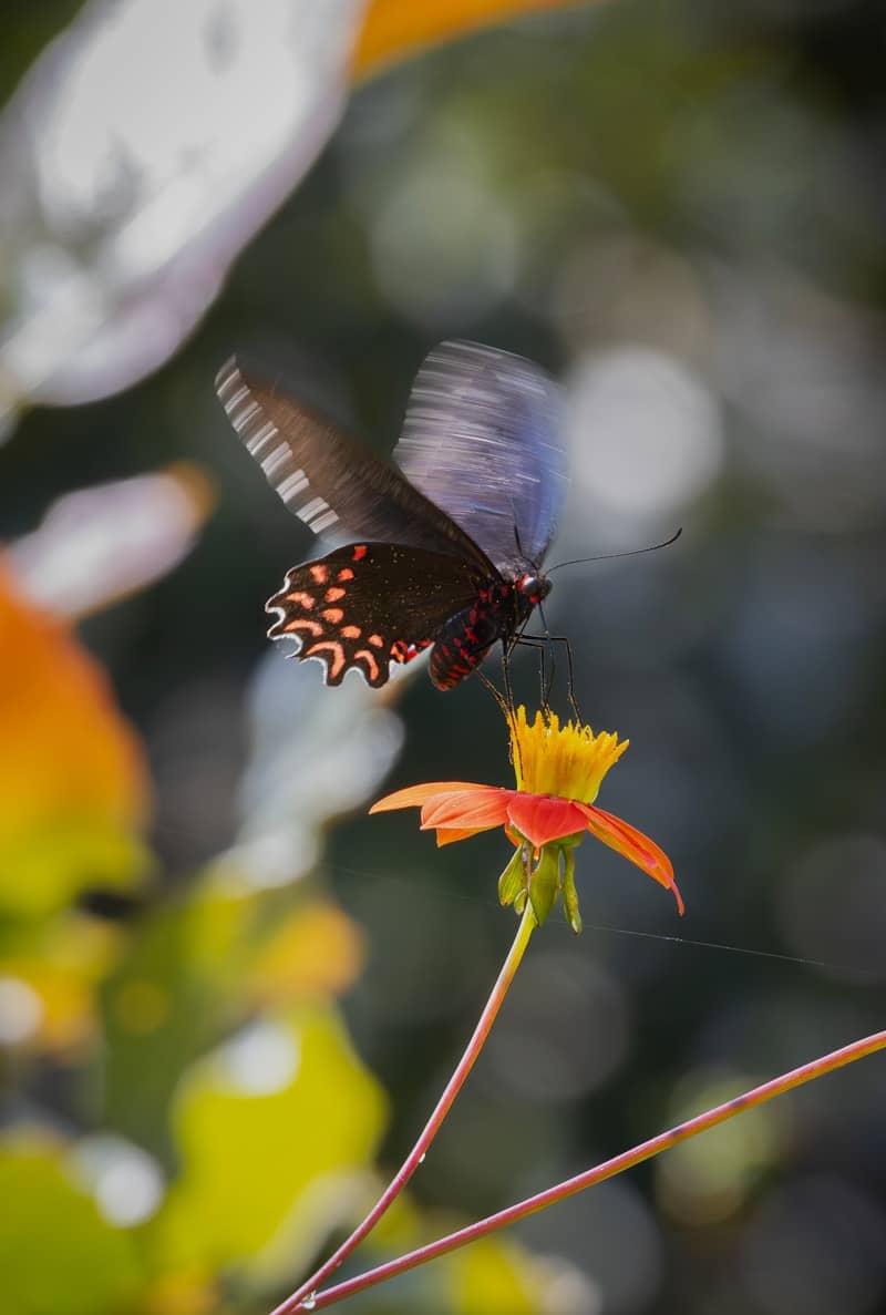 A butterfly lands on a bright orange flower.