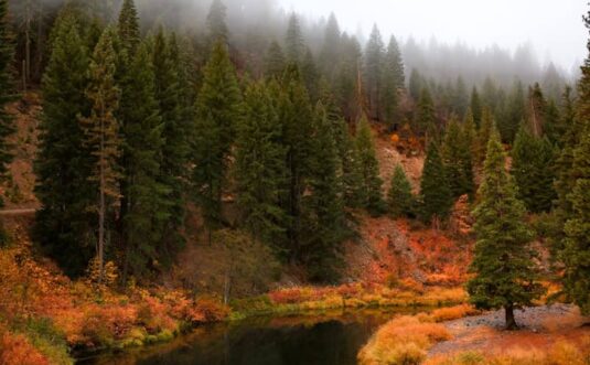 Misty autumn forest with a winding river