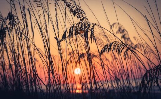 Tall grass silhouetted against a vibrant sunset over the ocean.