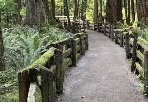 gravel path through an old growth forest