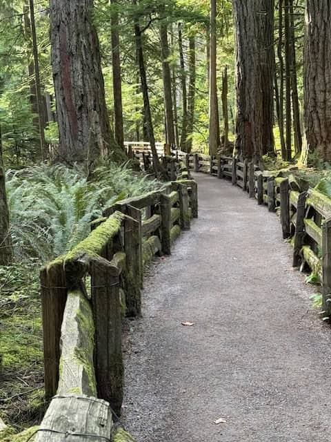 gravel path through an old growth forest