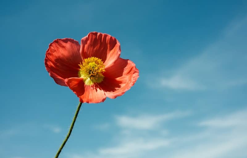 A single red poppy against a bright blue sky
