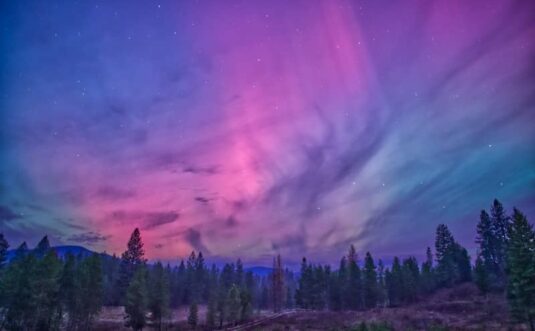 Aurora borealis lights up the night sky over forest.