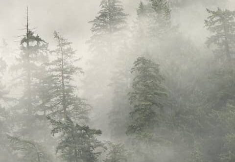 Evergreen tress in the Mist