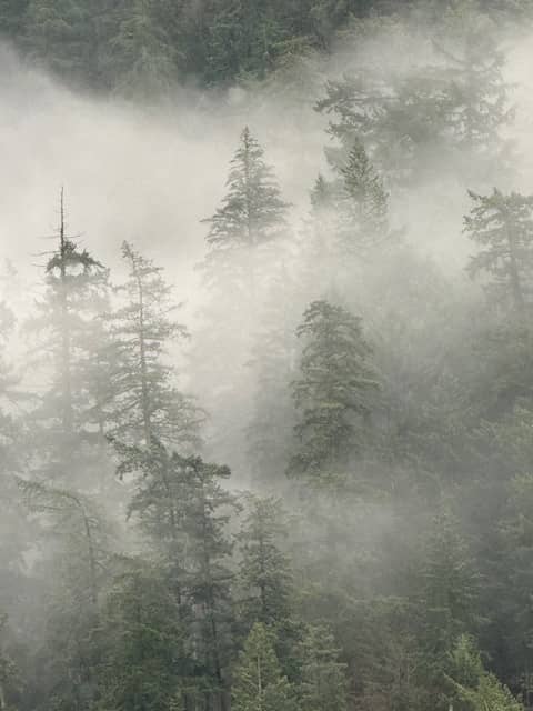 Evergreen tress in the Mist