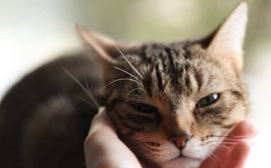 A hand gently petting a tabby cat
