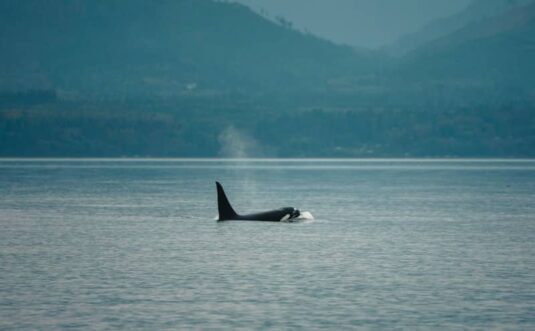 Orca whale surfaces in calm ocean with misty mountains background