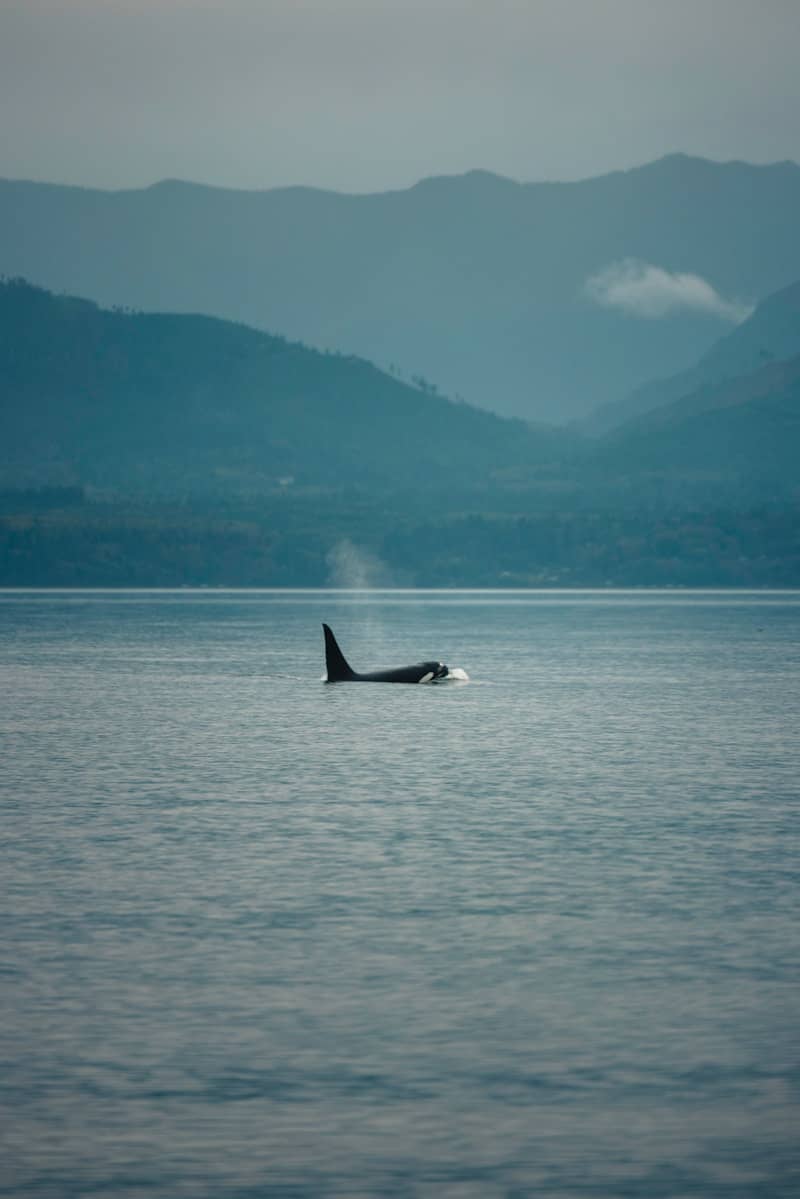 Orca whale surfaces in calm ocean with misty mountains background